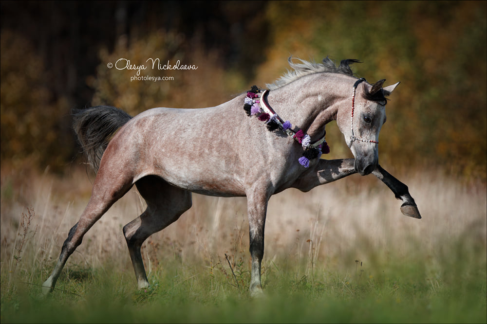 Excellent Arabian mare named Pelena.🔥